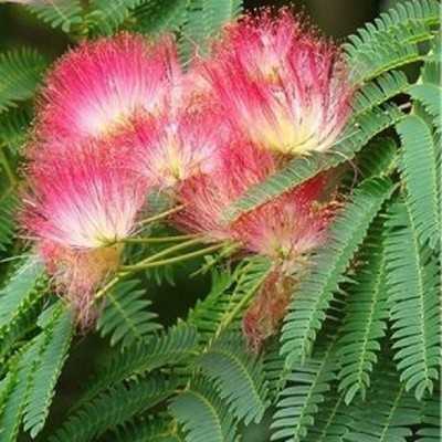 pianta albizia