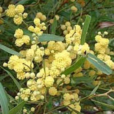 Albero Acacia Retinoides - Astoni