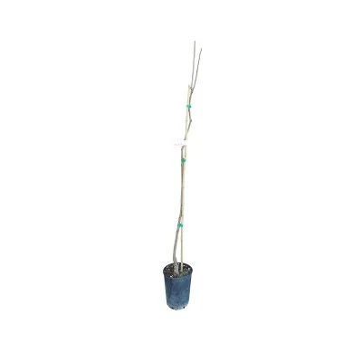 Albero Cachi Tipo - Alberi da frutto