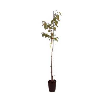 Albero Kaki Vaniglia - Alberi da frutto Albero Kaki Vaniglia - Alberi da frutto