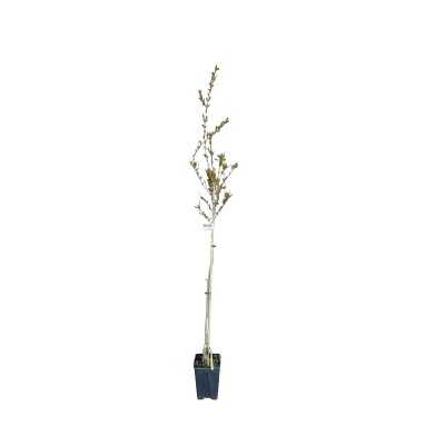 Albero Melograno Dente di Cavallo - Alberi da frutto Albero Melograno Dente di Cavallo - Alberi da frutto