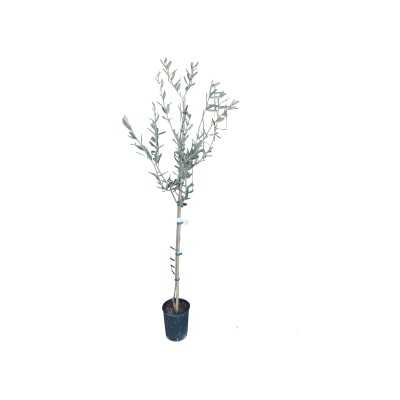 Albero Olivo Nolca - Alberi di ulivo Albero Olivo Nolca - Alberi di ulivo