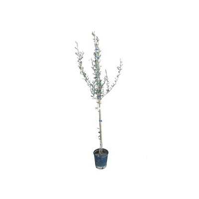 Pianta Olivo Pasola - Alberi di ulivo Pianta Olivo Pasola - Alberi di ulivo