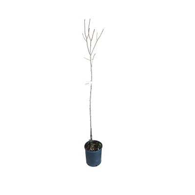 Albero Susino Stanley - Alberi da frutto Albero Susino Stanley - Alberi da frutto