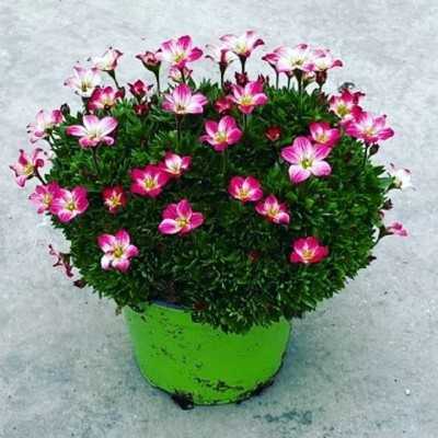 Pianta Saxifraga - Piante fiorite Pianta Saxifraga - Piante fiorite