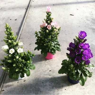 2+1 Piante Campanula - Piante fiorite 2+1 Piante Campanula - Piante fiorite