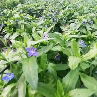 Pianta Lobelia - Piante fiorite Pianta Lobelia - Piante fiorite