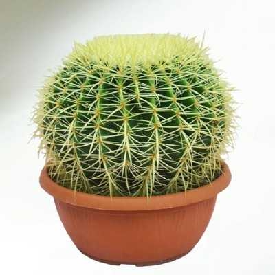 Pianta Echinocactus Grusonii - Piante grasse e succulente