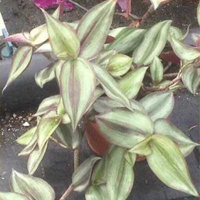 Pianta Tradescantia Variegata - Piante succulente