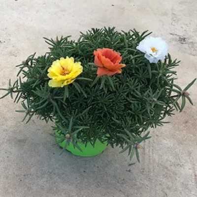 portulaca grandiflora in vaso