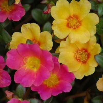 Pianta Portulaca - Piante fiorite