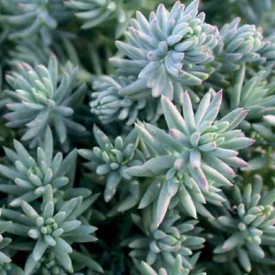 Pianta Sedum Rupestre - Piante succulente