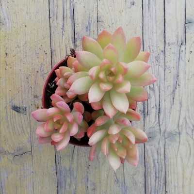 Pianta Sedum Adolphii - Piante grasse e succulente