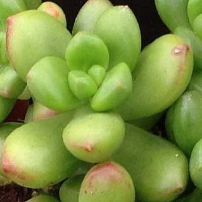 Pianta Sedum Lucidum - Piante succulente