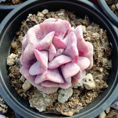 Pianta Echeveria Rosea - Piante succulente