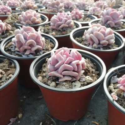 Pianta Echeveria Rosea - Piante succulente