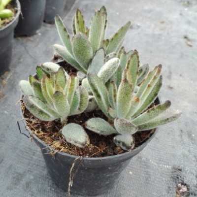 Pianta Kalanchoe Tomentosa - Piante succulente