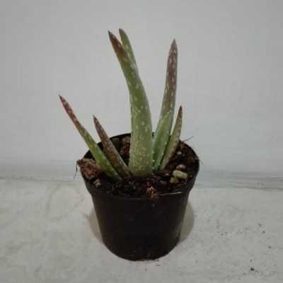 Pianta Aloe Vera - Piante succulente