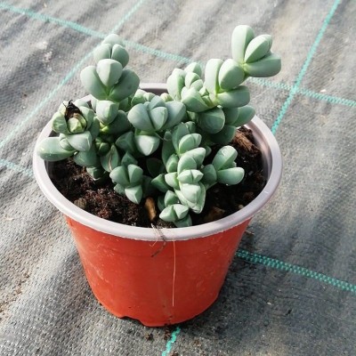 Pianta Corpuscularia Lehmannii - Piante grasse e succulente