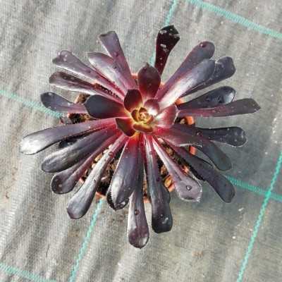 pianta grassa rosa nera pianta grassa rosa nera