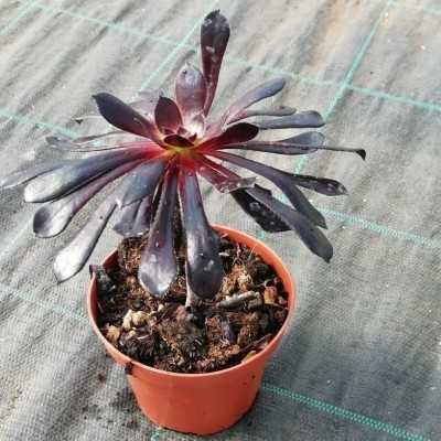 Pianta Aeonium Arboreum - Piante succulente