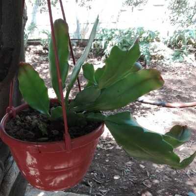 Pianta Epiphyllum - Piante succulente