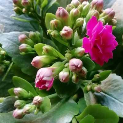 Pianta Kalanchoe Blossfeldiana - 10Pz - Piante da interno