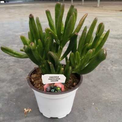 Pianta Crassula - Piante grasse e succulente