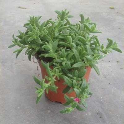 Pianta Delosperma - Piante succulente