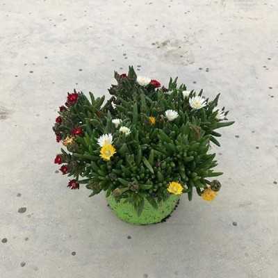 Pianta Delosperma - Piante succulente