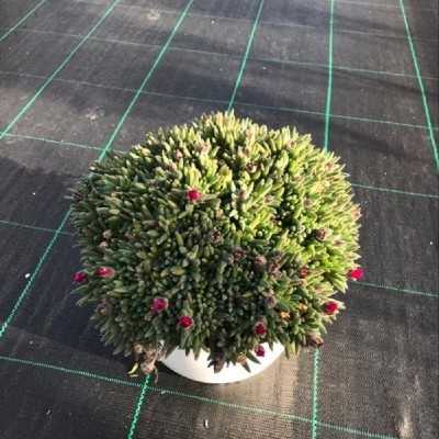 Pianta Delosperma - Piante grasse e succulente Pianta Delosperma - Piante grasse e succulente