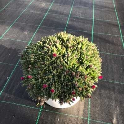 Pianta Delosperma - Piante succulente