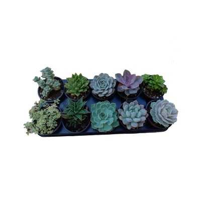 Succulente Mix - Piante grasse e succulente