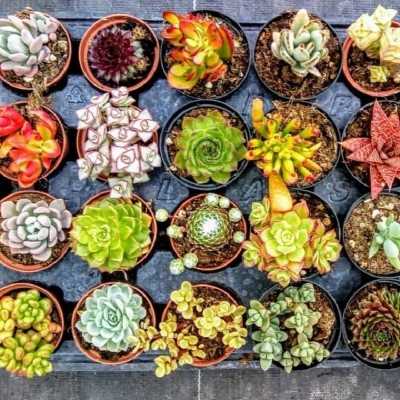 piante succulenti piante succulenti