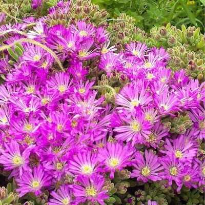 Pianta Drosanthemum - Piante grasse e succulente