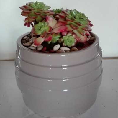 Succulenta in vaso ceramica decorato - Piante succulente