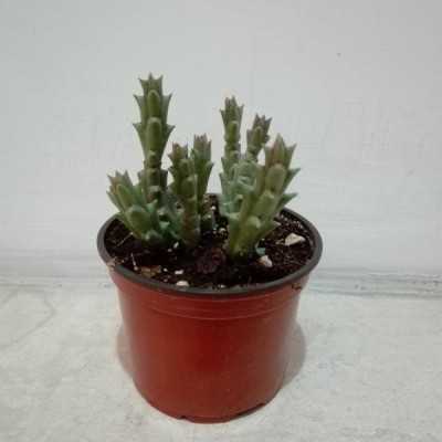 Pianta Stapelia - Piante grasse e succulente