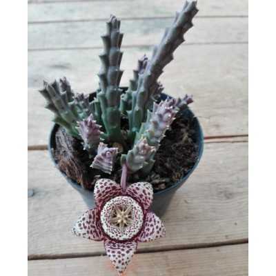 Pianta Stapelia - Piante grasse e succulente