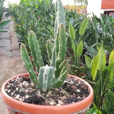 Pianta Stapelia - Piante succulente