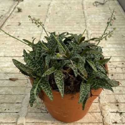 Pianta Scilla Violacea - Piante succulente