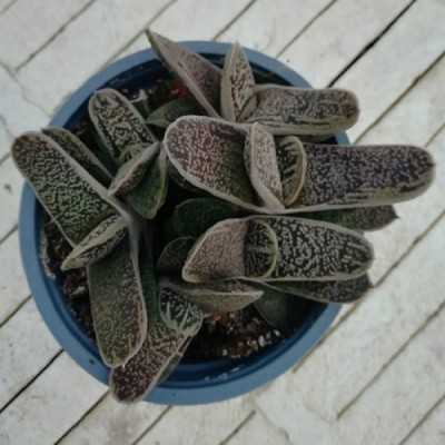 Pianta Gasteria Baylissiana - Piante succulente