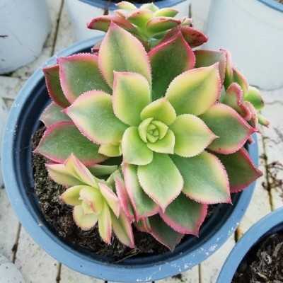 Pianta Aeonium Decorum Cooperi - Piante succulente