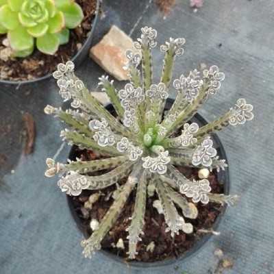 Pianta Kalanchoe Tubiflora - Piante succulente