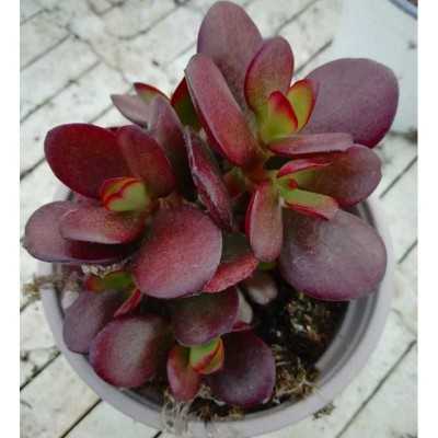 crassula ovata crassula ovata
