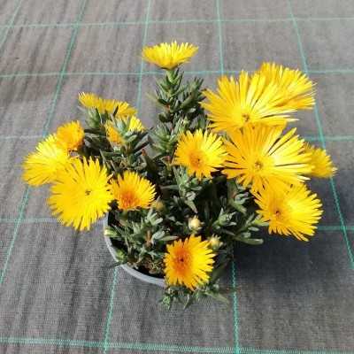 Pianta Lampranthus - Piante grasse e succulente Pianta Lampranthus - Piante grasse e succulente