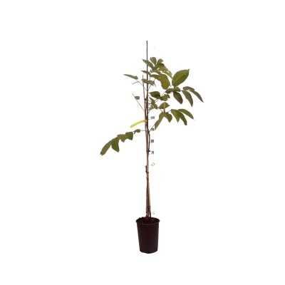 noce albero noce albero