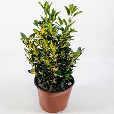 pianta euonymus livornese