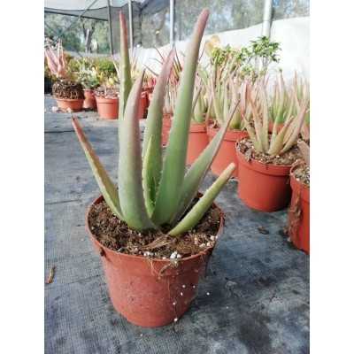 Pianta Aloe Vera - Piante grasse e succulente