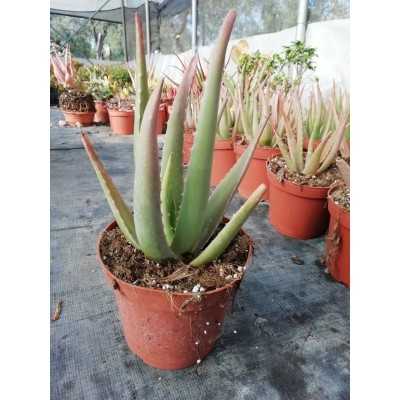 Pianta Aloe Vera - Piante succulente