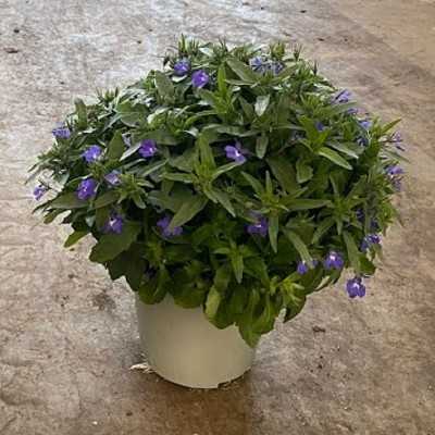 Pianta Lobelia - Piante fiorite Pianta Lobelia - Piante fiorite